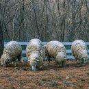 봄내목장 이미지