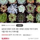 갑조네 다육식물 선인장 키우기 관리 방법