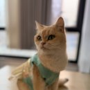 커피멍냥 광교역점 네이버블로그
