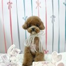 도기로움 이미지