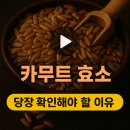 카무트 효소 효능 총정리 | 먹는법·부작용까지 한눈에