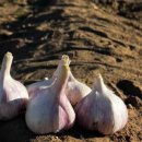 포플러협동조합 이미지