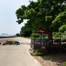 팽나무 민박 이미지