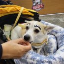 오간식 | 2022 일산 펫박람회 케이펫페어, 오간식 참가 후기!