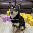 퍼스트 독앤캣 이미지