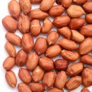 땅콩이네 이미지