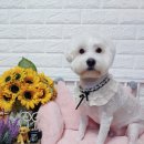 두산이네 애견샵 이미지