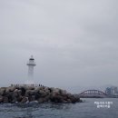 동해가자미