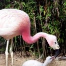 플라밍고 이미지