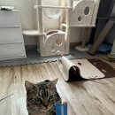 고로고로펫 이미지