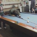 하하당구장 Daum카페