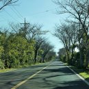 제주평화박물관(휴관) | 제주 가마오름의 일본군 동굴진지와 평화박물관 탐방