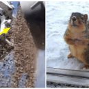 람쥐야 도토리 이미지