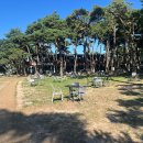 커피와소나무 | 소나무숲과 소양강이 어우러진 춘천 소울로스터리 카페 (옥수수커피+오미자차) 후기