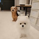 도그레스트 | 부천 신중동 애견 호텔링으로 이용한 도그인포레스트 만족후기