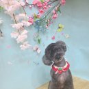 빛나개살롱 이미지