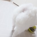 펫콤마 | 밥 빨리먹는 강아지 노즈워크 볼 사료급여 후기