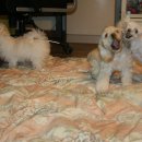 똥강아지 이미지