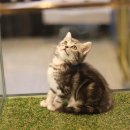 도그마루 강아지 고양이 울산점 이미지