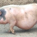 복돼지 이미지