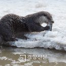 화천군수달연구센터 이미지