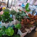 햇살플라워 이미지