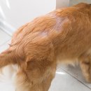 날으는 동물병원 이미지