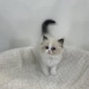 오독안심분양센터 강아지분양 고양이분양 목동점 | 목동고양이무료분양 랙돌