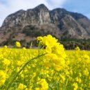 산방산의봄 | 3월, 제주 산방산 유채꽃길에서 만나는 노란 봄의 절경