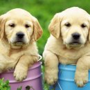 예쁜강아지 이미지