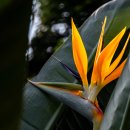 안산 식물원 이미지