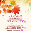 지오애견미용샵 이미지