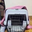 천안 엔젤동물병원 고양이 암컷 중성화 후기