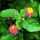 Lantana (란타나) 이미지