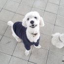 세종애견훈련소