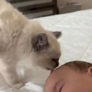 고양이집사 이미지