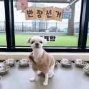 싱글댕글 애견유치원앤호텔 | 평택애견유치원 평택애견호텔 싱글댕글 3월 프로그램