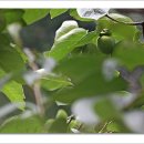 an astringent persimmon(떫은 감) 이미지