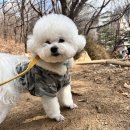 광교 애견유치원 애견호텔 바우스쿨 이미지