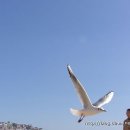 부산갈매기 - 당진시 먹거리길 72-13 | 부산갈매기