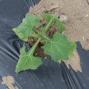 장현농장 이미지