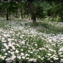 비밀의 화원... 그 문을 살며시 엽니다. (옥정호 구절초 축제장 10.10) 이미지