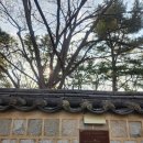 돌담길 | 경주 벚꽃 명소 대릉원 돌담길 리얼 방문 후기!!