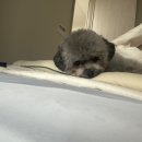 버블그루밍 이미지