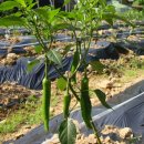 여름꽃농장 이미지