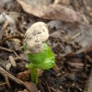 커피나무 이미지