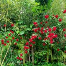 돌기와 토담집 이미지