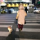 강아지대학로 이미지