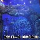 단양 가볼만한 곳 다누리 아쿠아리움 주차 할인팁 주말방문후기