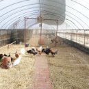 부여청계농장 이미지